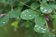水玉