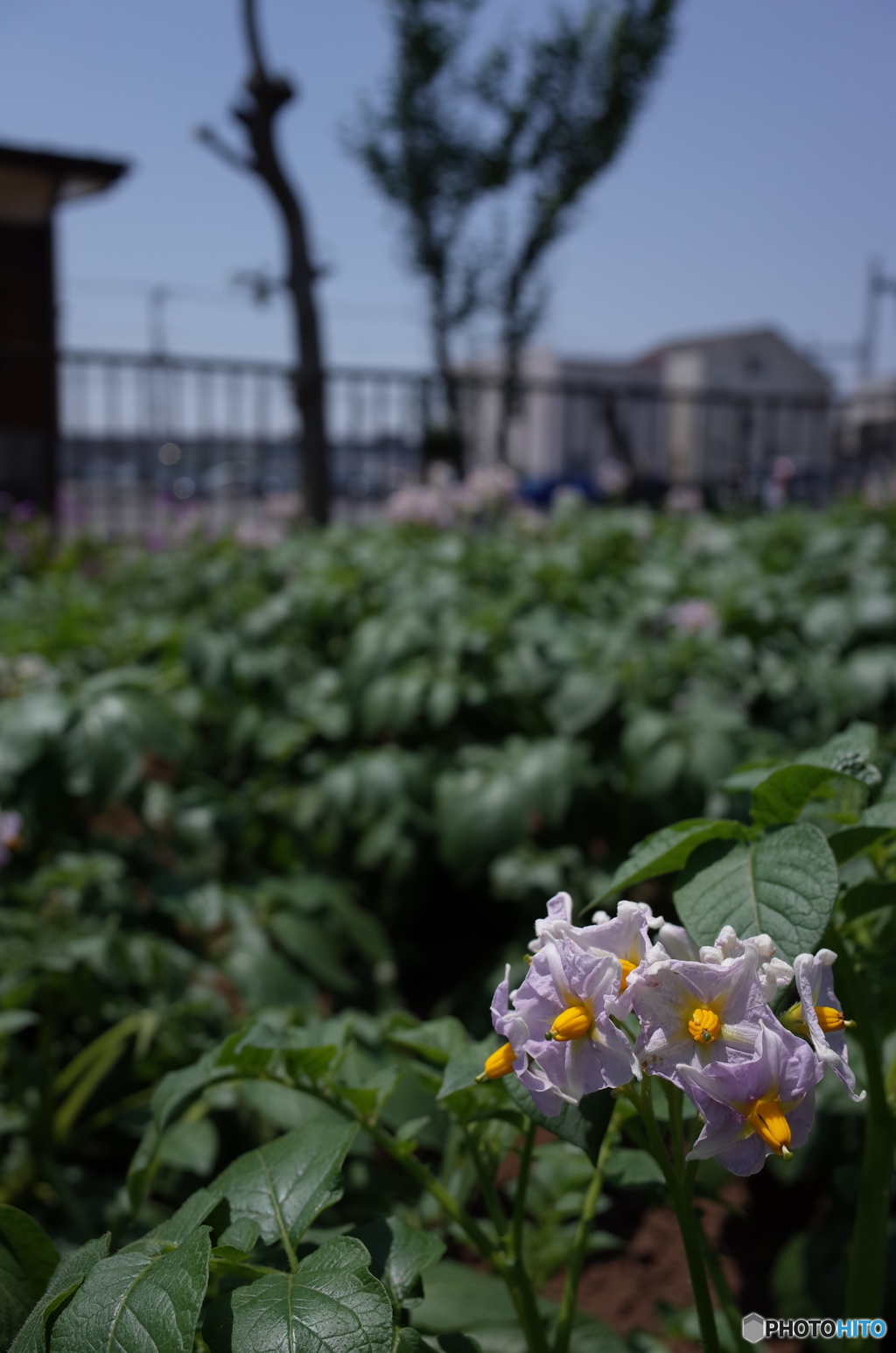 じゃがいもの花