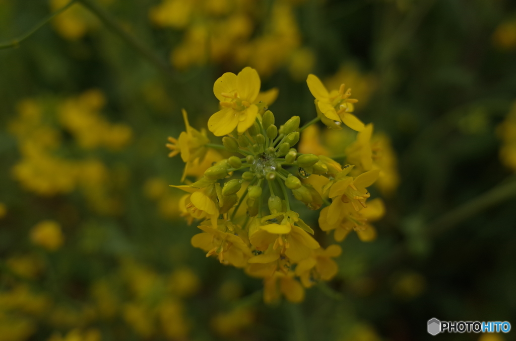 菜の花
