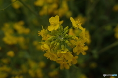 菜の花