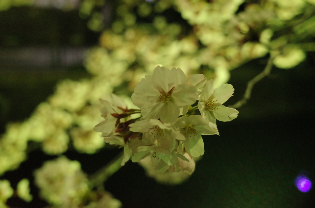 夜桜と謎の光