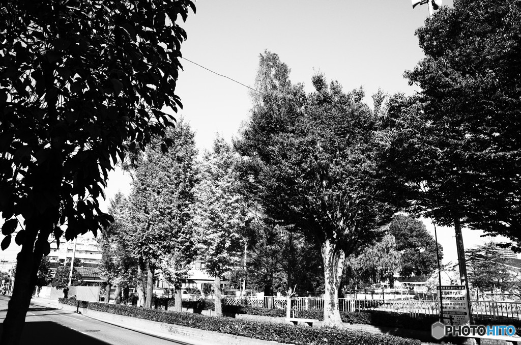 街路樹 劇画調