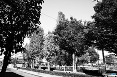 街路樹 劇画調