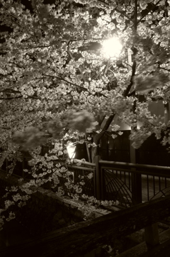 夜桜