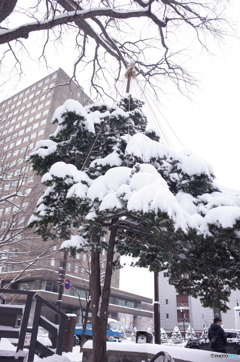 雪化粧