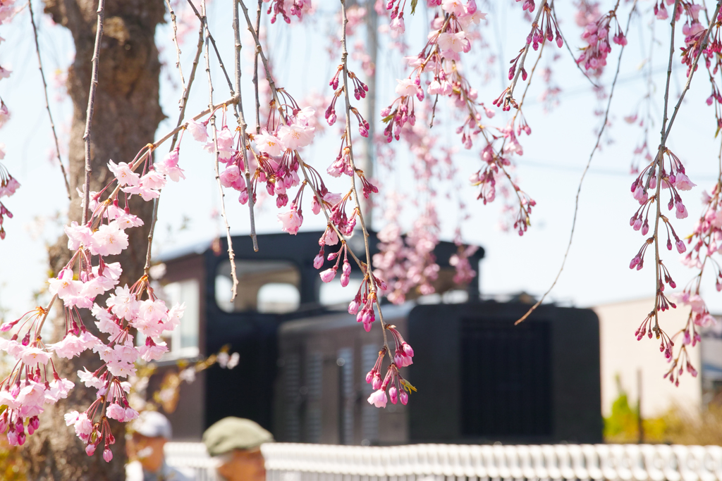 しだれ桜