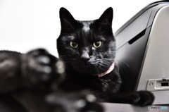黒猫