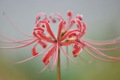 pink ribbon