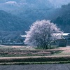 不人気スポット桜