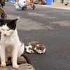 子守ねこ