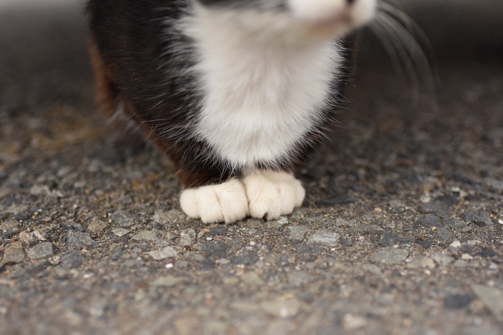 ねこの履き物