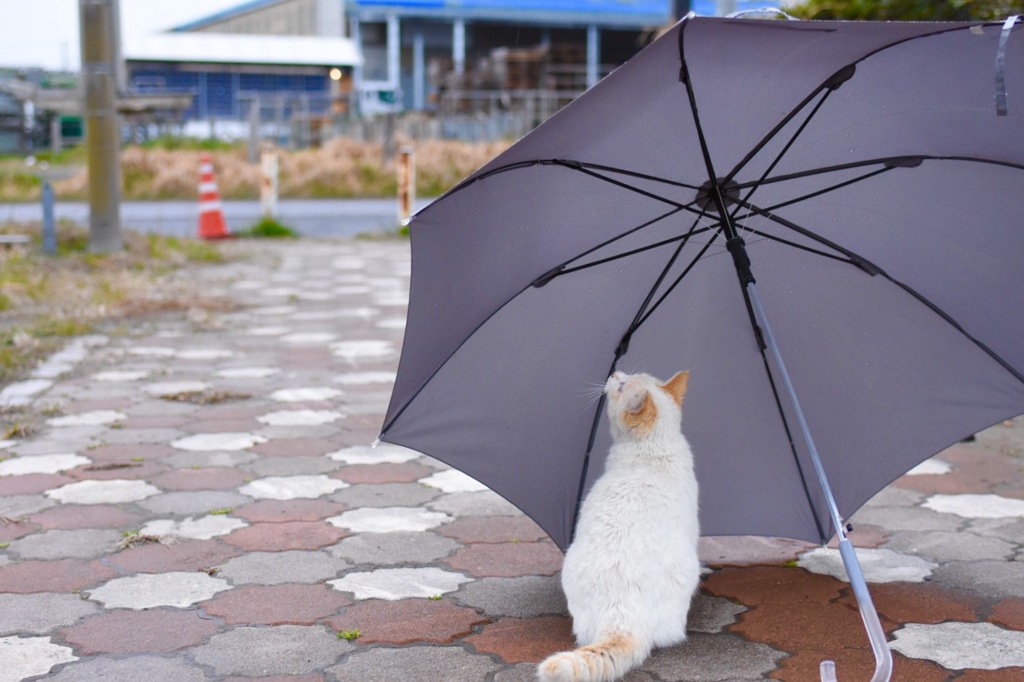 傘ねこ