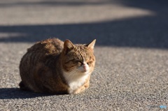 ねこ日向に咲く