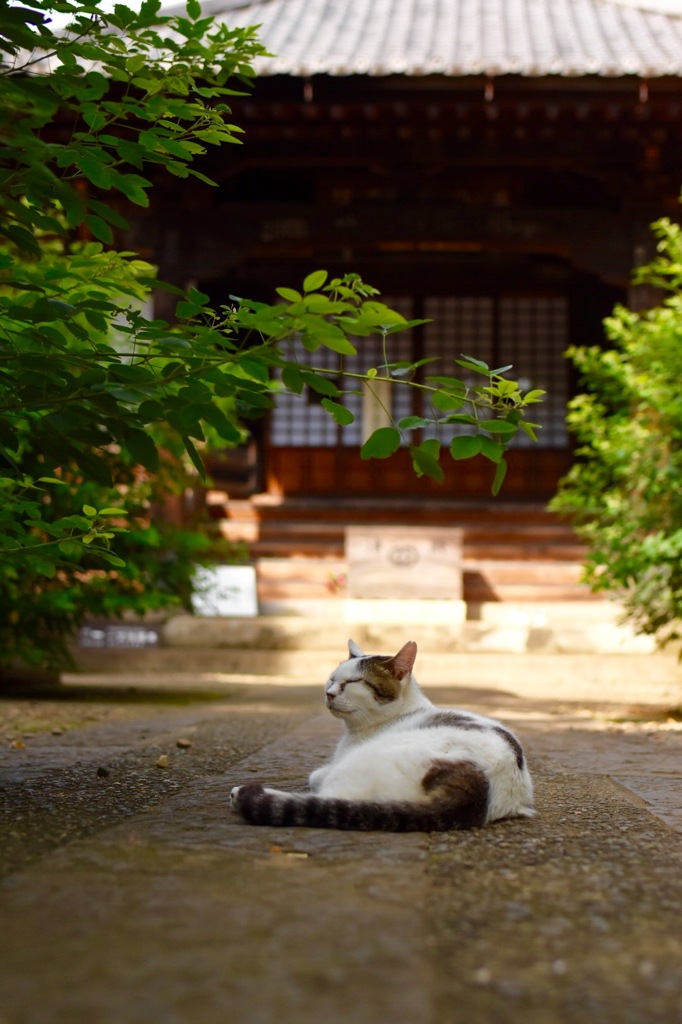 お寺ねこ