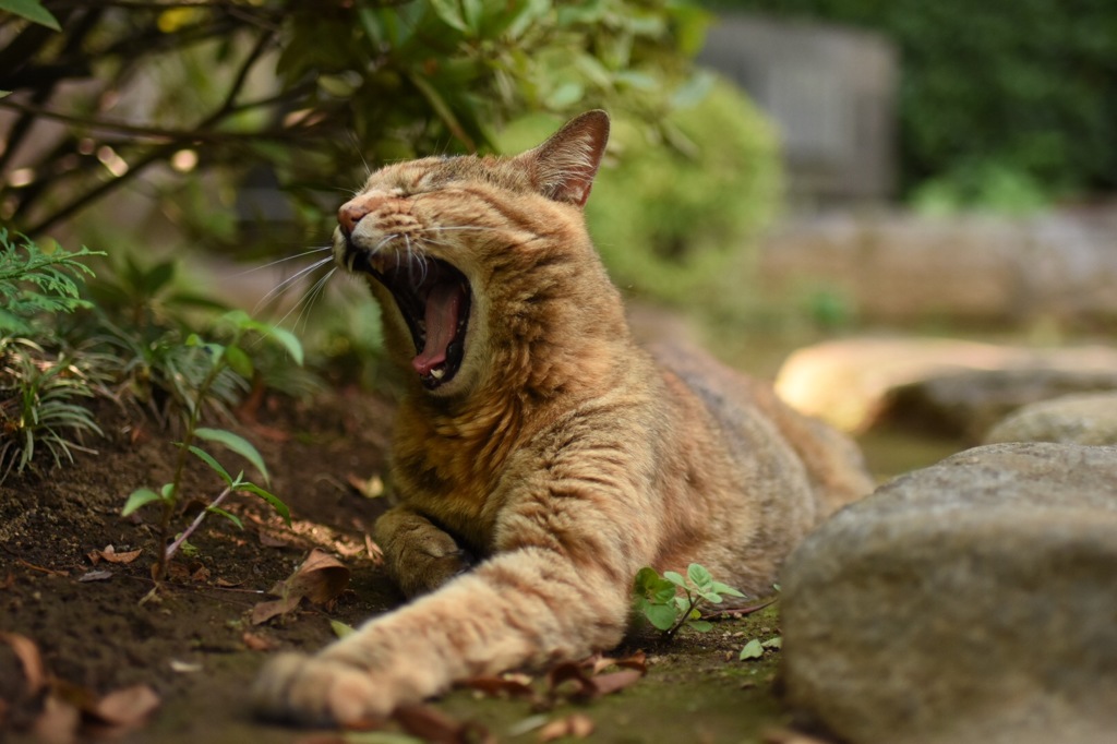 あくびねこ