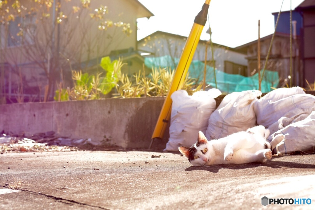 ごろにゃん