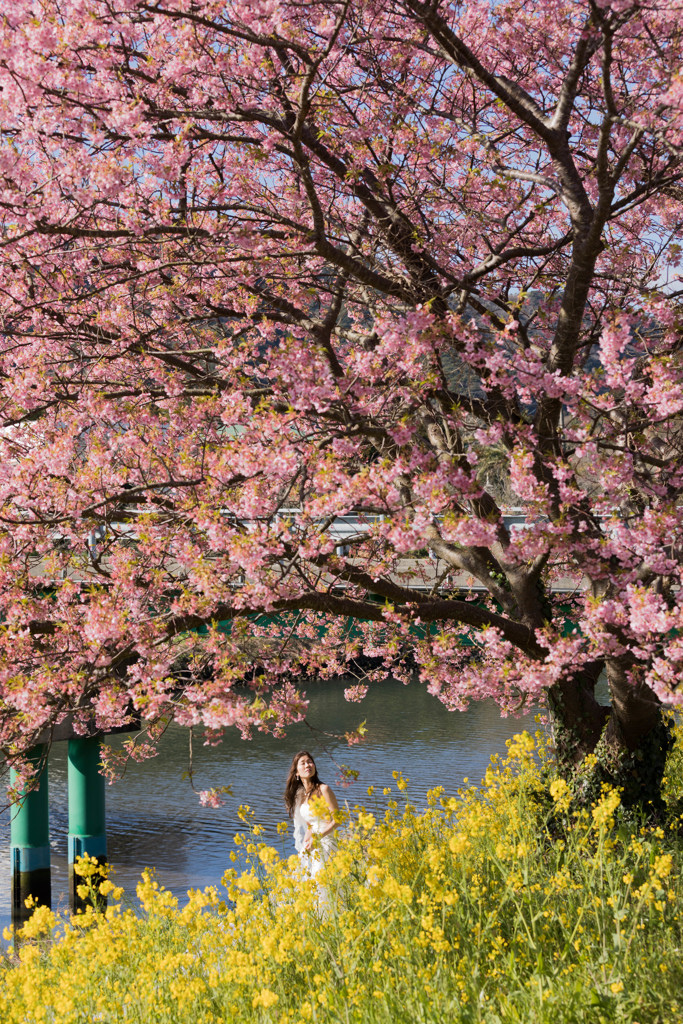 桜の下で