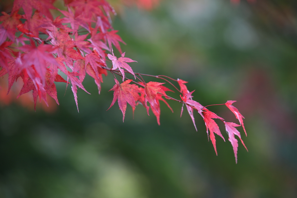 20161029071423_261A0968