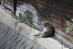 お昼寝