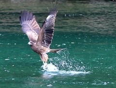 ドヤ顔のカメラ目線