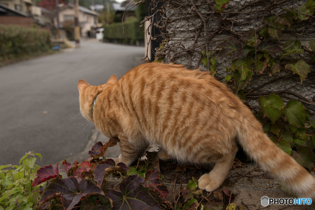 |ω・）ﾁﾗｯ