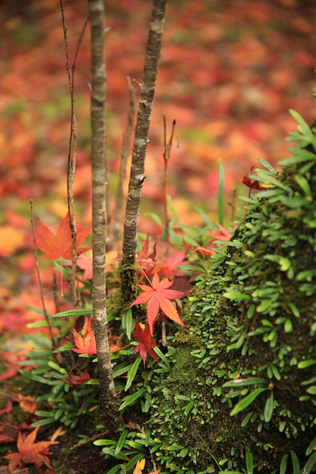 20161120130932_261A5516