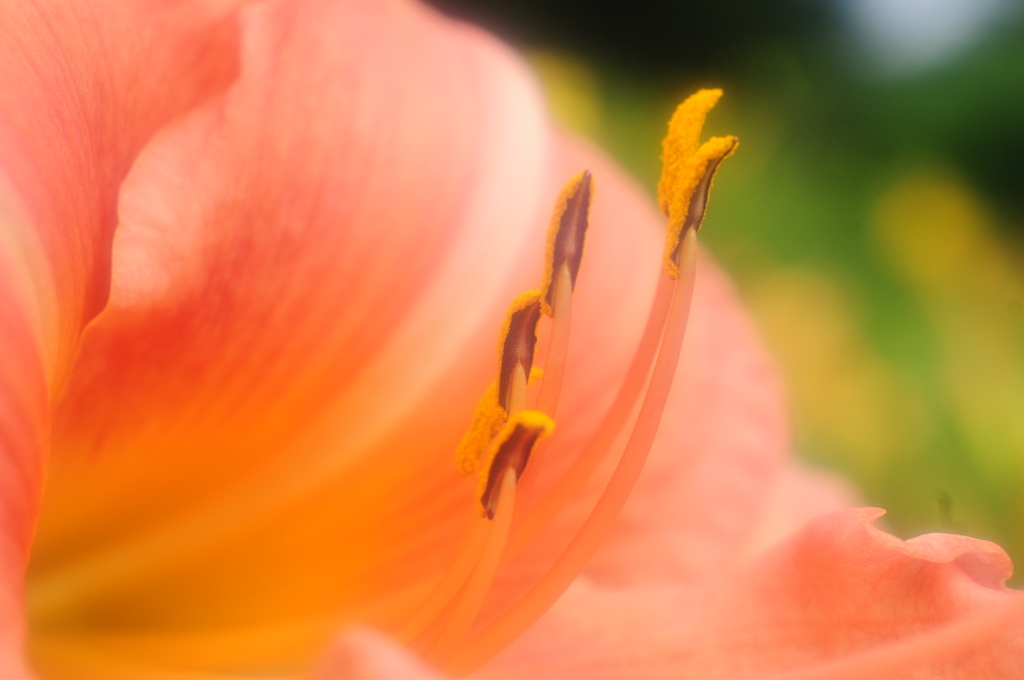 flower 2
