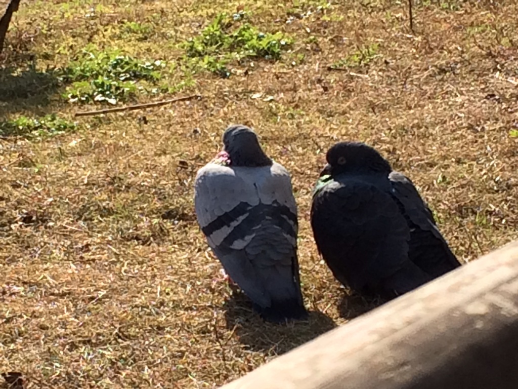 鳩も日向ぼっこ