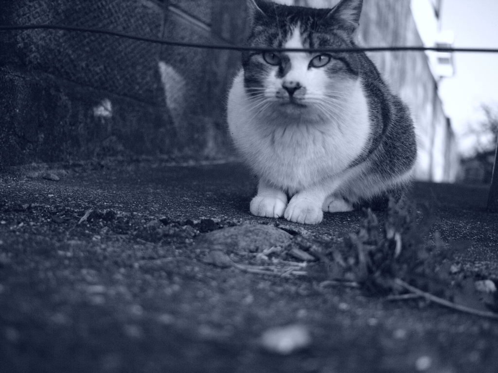 Stray cat