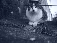 Stray cat