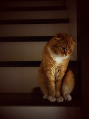 スコットランドの折れ耳猫 *