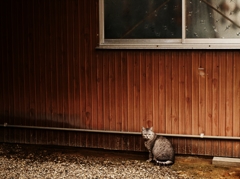 Stray cat