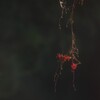 AM