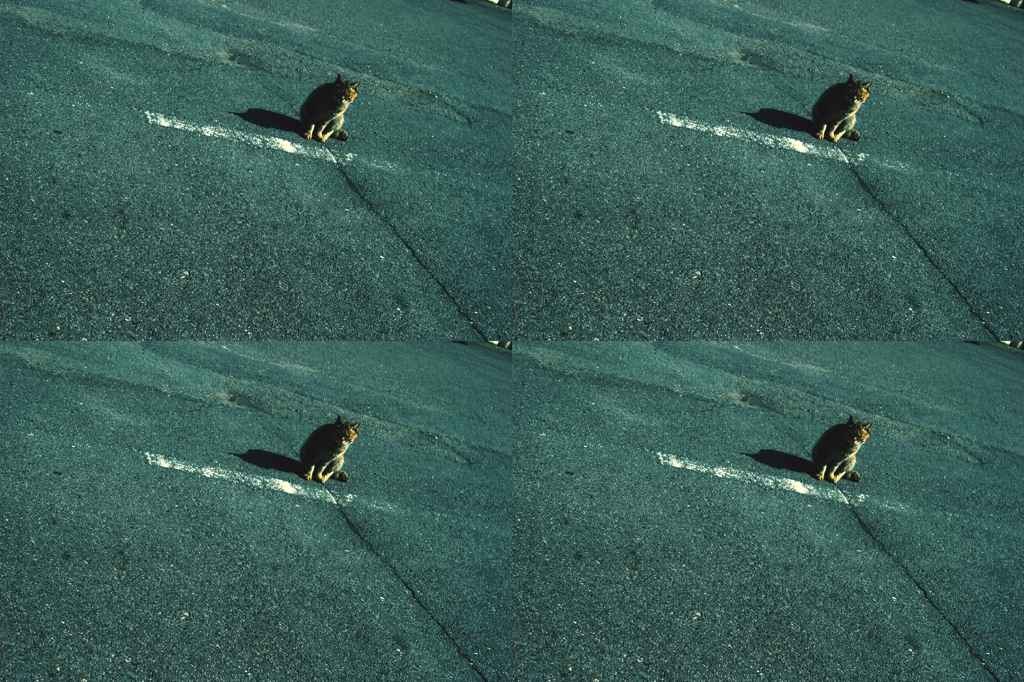 catcatcatcat