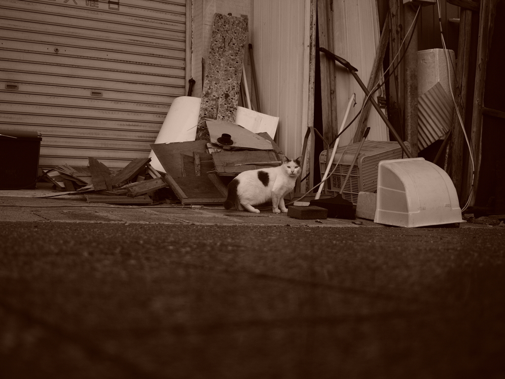Stray cat