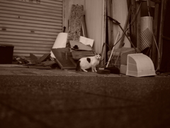 Stray cat
