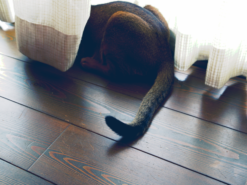 頭隠して尻隠さず