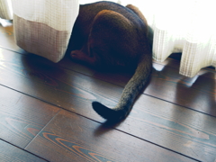 頭隠して尻隠さず