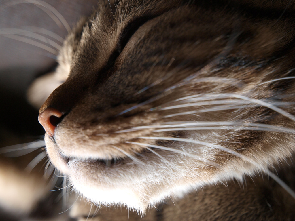 i'm only sleeping *