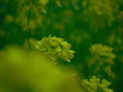 canola flower