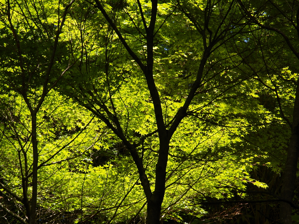 verde