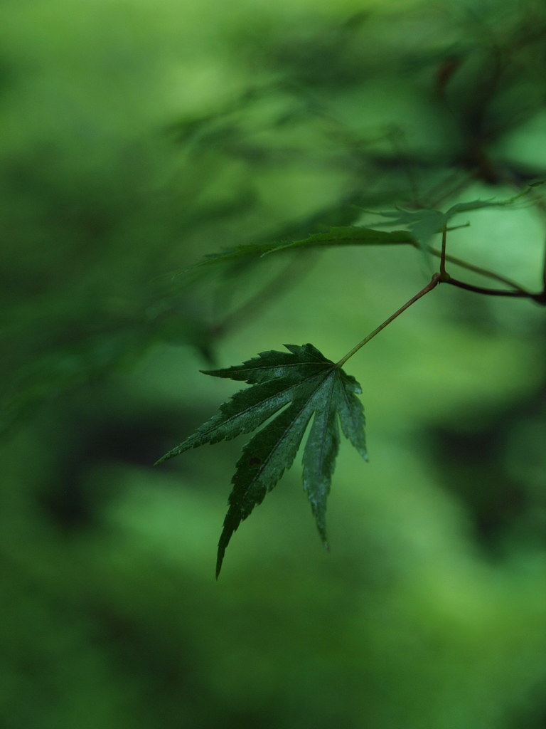 verde *