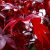 Crimson