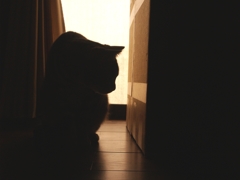 ネコ見知り