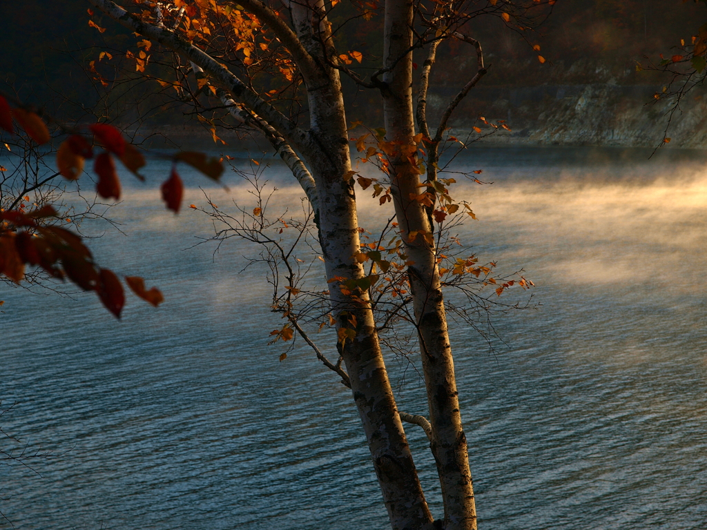 Autumn leaves