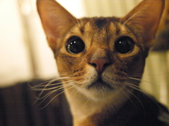 Abyssinian
