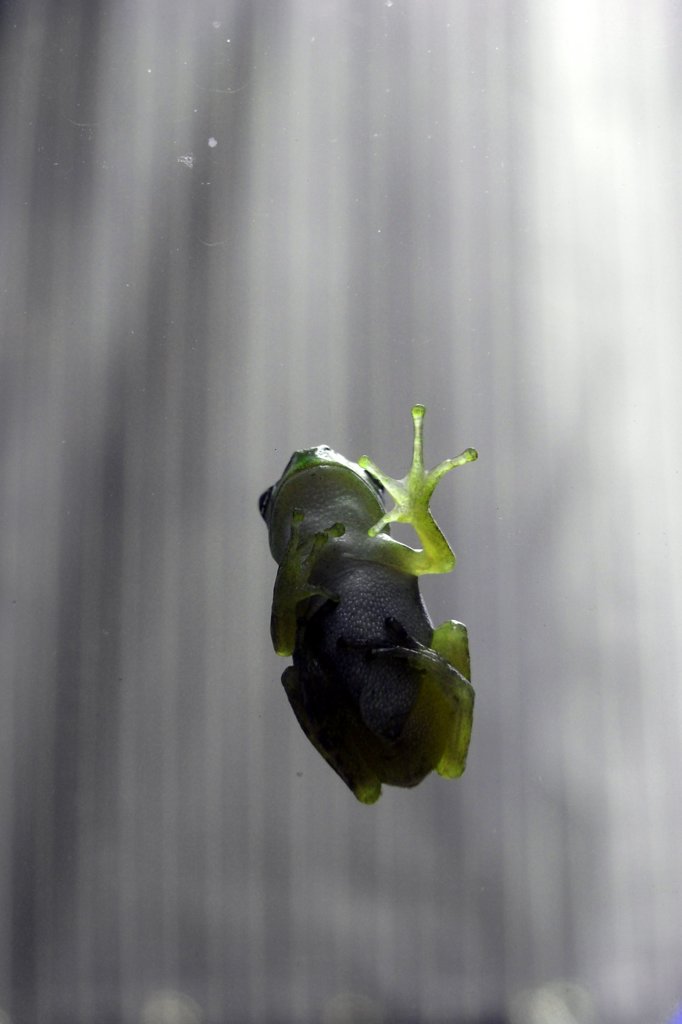 Frosch