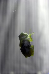Frosch