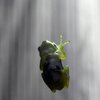 Frosch
