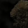 TLN